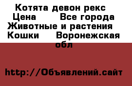 Котята девон рекс › Цена ­ 1 - Все города Животные и растения » Кошки   . Воронежская обл.